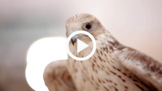 Falcon spreads wings