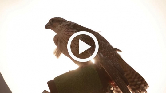 Falcon in silhouette