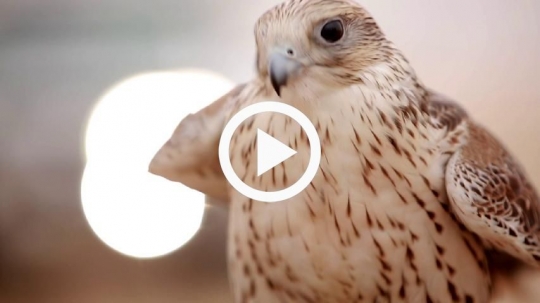 Close-up of falcon in the desert