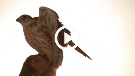 Falcon in silhouette