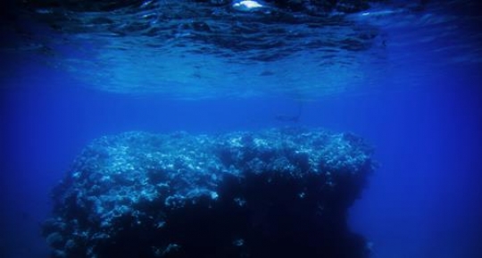 underwater sealife on gulf of aqaba