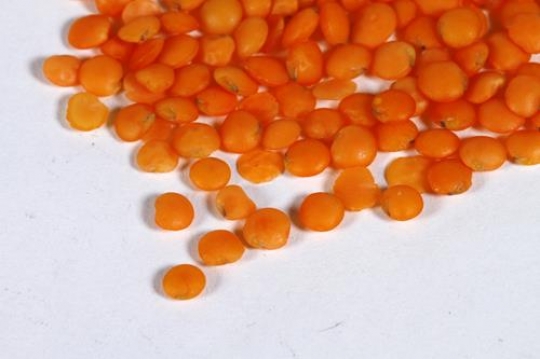 Lentils Seeds