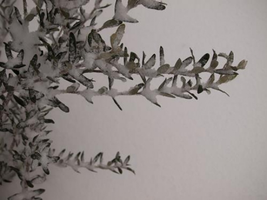 olive tree under snow