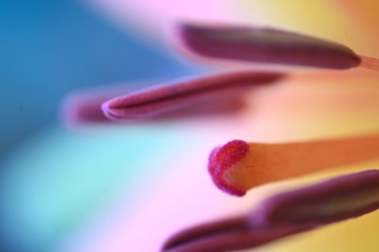 floral theme close up