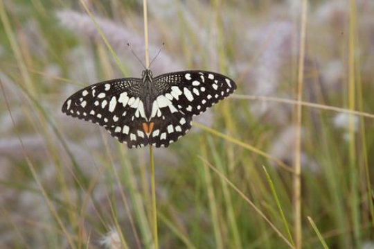 butterfly on branch close up