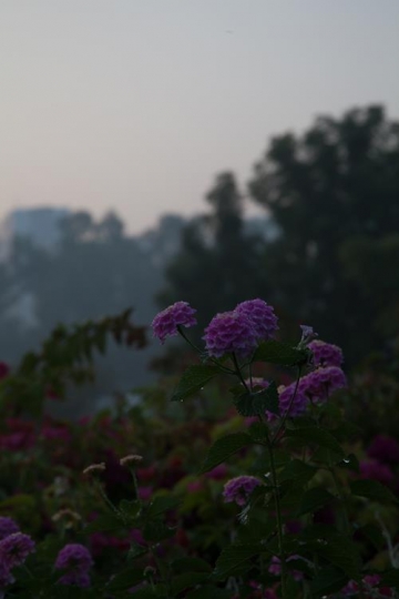 purple flowers in a field