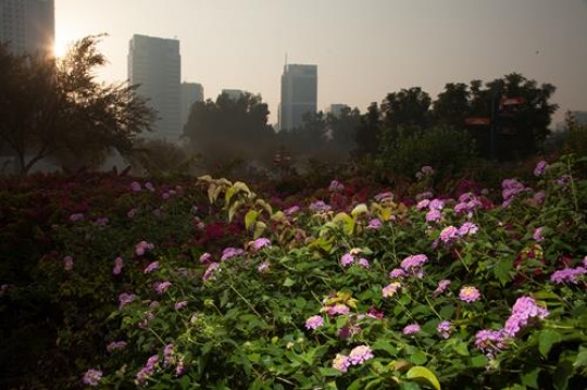 flowers in front of buildings
