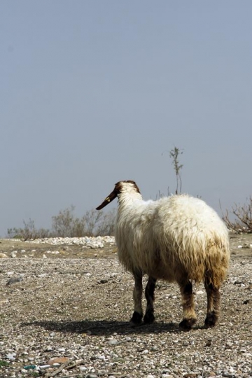 A sheep standing in a field