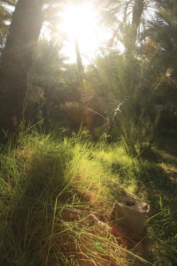 tall grass and sun rays
