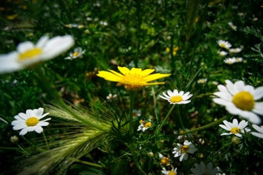 chamomile flower in the field