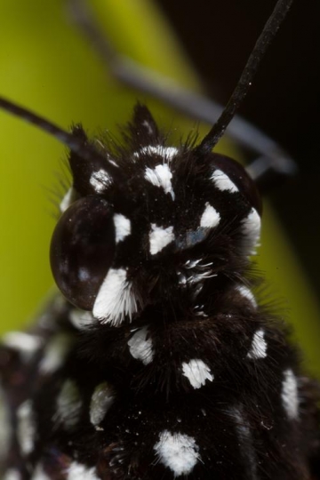 butterfly bug larva close up