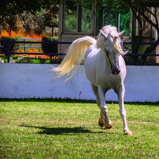 white horse in the field
