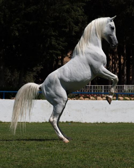 white horse