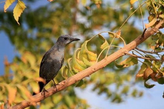 bird standing on a branch in the forest