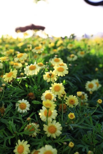 white daisies close up