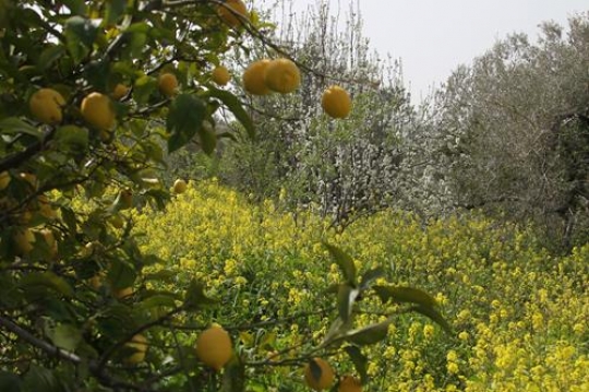ripe lemon on the tree