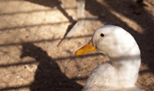 close-up image for white duck