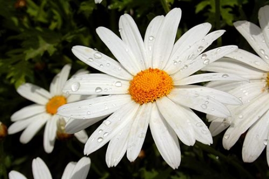 White Daisies 