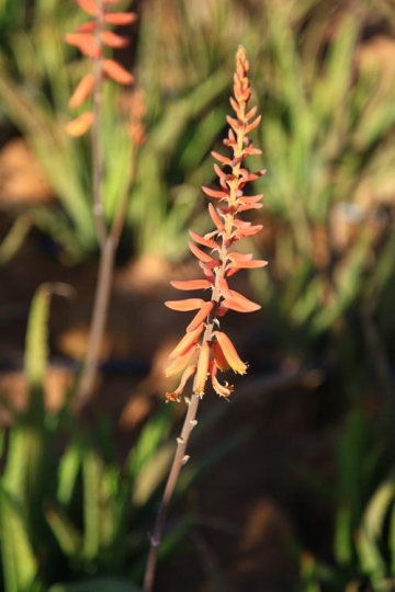 close up of a flower petal
