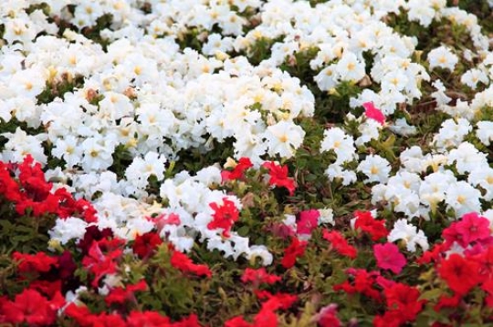 white and red flowers