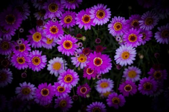 purple flowers background