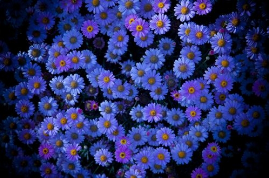 white and blue flowers pattern