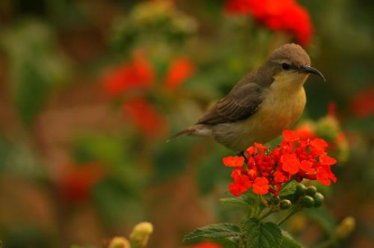 bird standing on a red flower