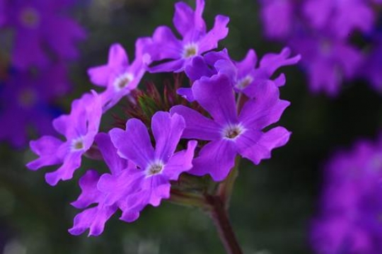 close up of purple flower
