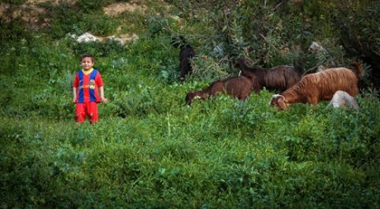 little boy with goats