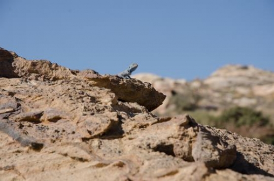 blue agama lizard in wadi rum 