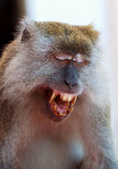 wild monkey shows negative emotions
