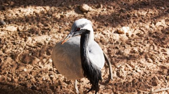 demoiselle crane prince hashem birds garden
