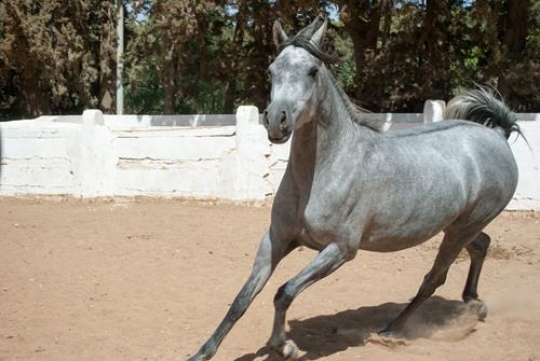 horse riding club in jordan