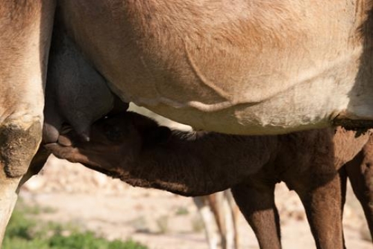 camels mother breastfeeding camels baby