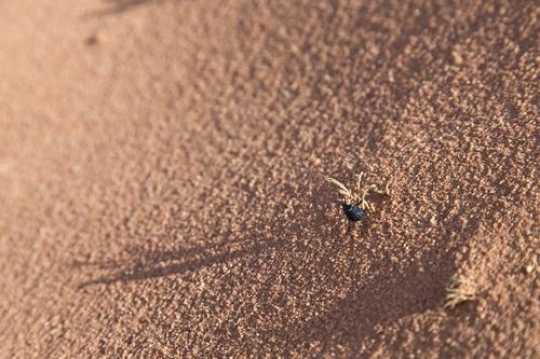 black bug on Red sandy dunes, 