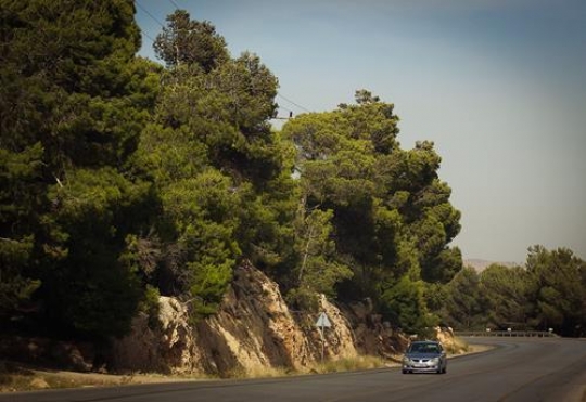 the road to dibeen forest rese