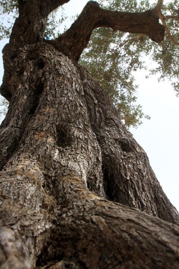 Old tree