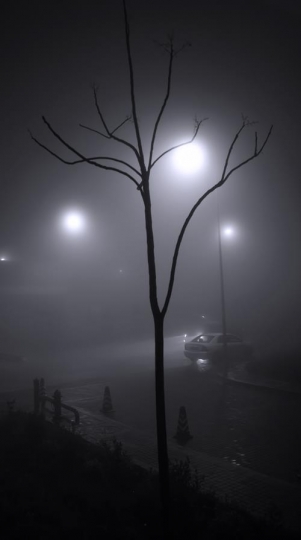 tree in fogy