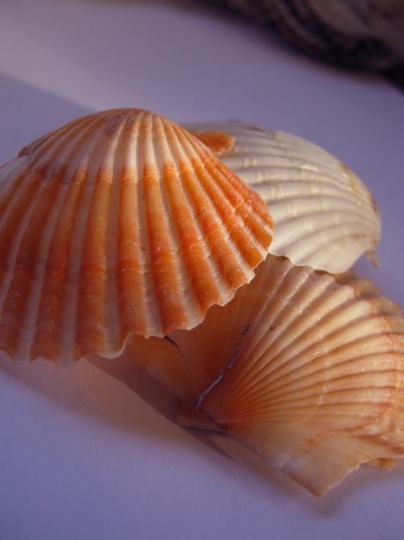 Sea Shells