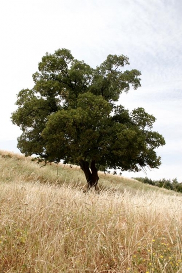 Old Tree in Jerash