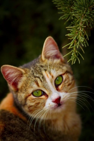 Azraq Wetland Reserve