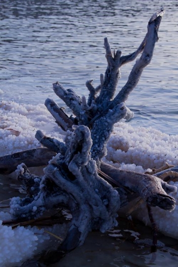 Crystalic salt on a rocks and tree branch, near beach in the Dead Sea, Jordan