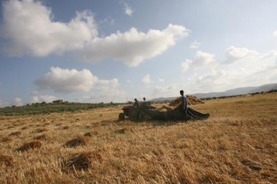harvest season