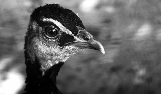 black and white image for peacock