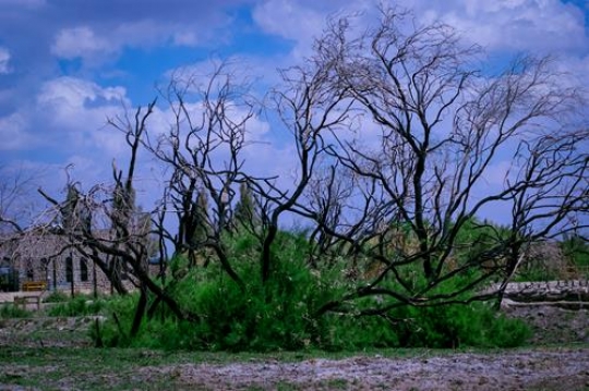 Azraq Wetland Reserve