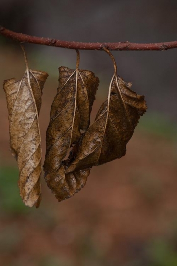 died leaves on the branch
