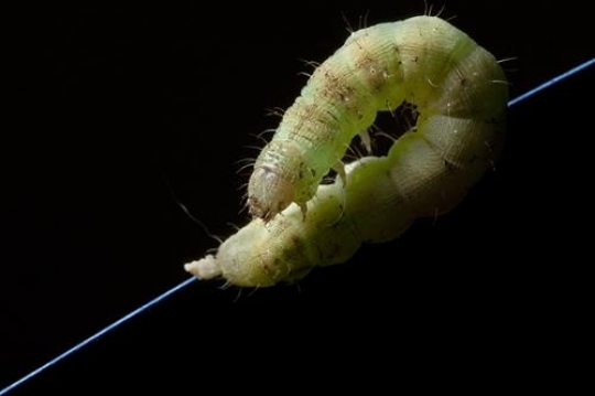 closeup of silkworm