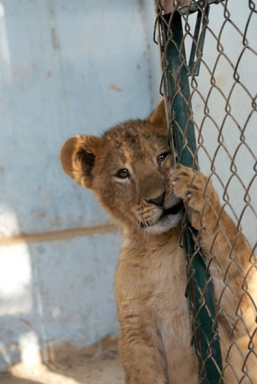 a tiger in a wildlife reserve