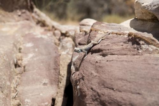 desert lizard on the rock in wadi rum,jordan
