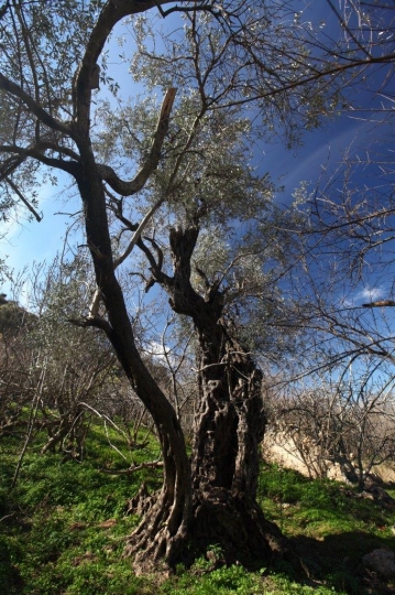 Olive Tree in Dibeen